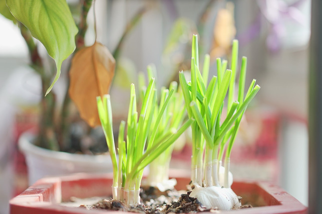 knoblauch-der-keimt-kannst-du-entweder-essen-ode-cc0-pixabay-matrix-yu-230725_download Knoblauch, der keimt, kannst du entweder essen oder einpflanzen.