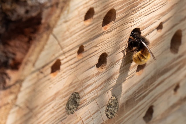 die-loecher-in-deinem-insektenhotel-muessen-richtig-cc0--pixabay--hbieser-250909_download Die Löcher in deinem Insektenhotel müssen richtig gebohrt sein, andernfalls können sich die Insekten verletzen.