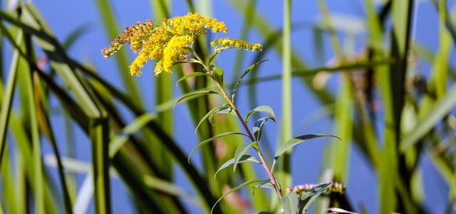 garten blumen schlechter boden anspruchslos