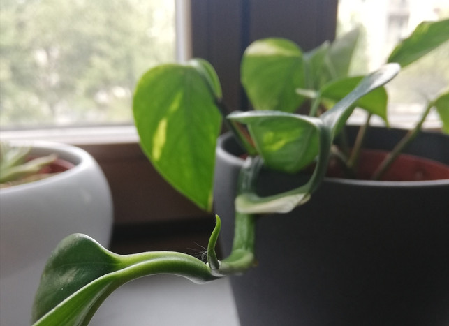 sdr Efeututen wachsen beständig weiter.