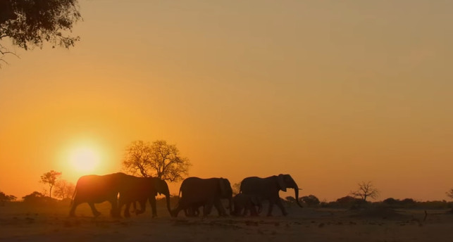 elefanten-bei-disney-plus-screenshot-trailer-210107_download "Elefanten" bei Disney Plus