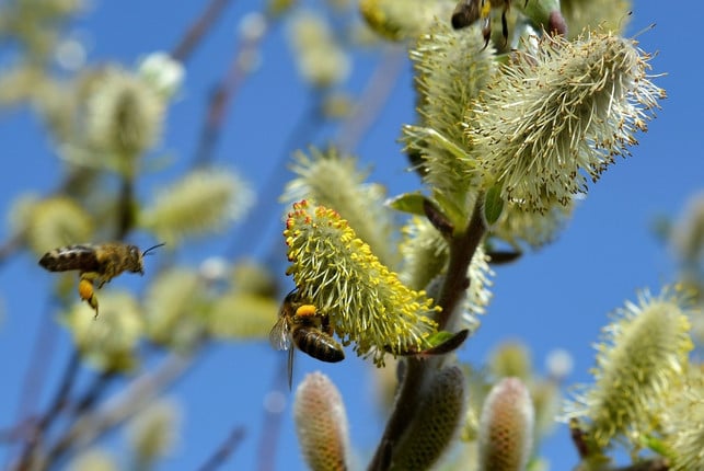 palmkaetzchen-zaehlen-zu-den-ersten-nahrungsquellen-cc0-pixabay-congerdesign-210420_download Palmkätzchen zählen zu den ersten Nahrungsquellen der Bienen im Frühling.