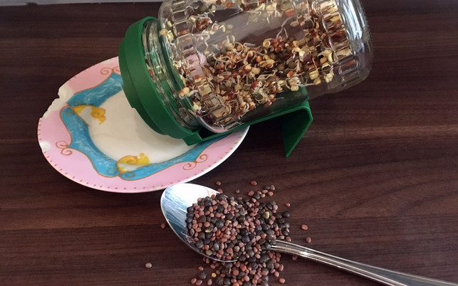 sprossen-ziehen-glas-loeffel-161107-1280x800 Sprossen ziehen: so einfach gelingt es zu Hause