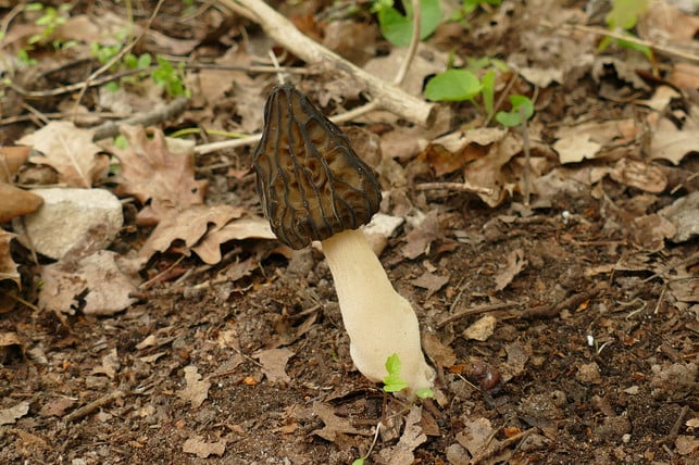 die-spitzmorchel-hat-eine-spitze-wabige-kappe-juerginho-stockadobecom-230406_download Die Spitzmorchel hat eine spitze, wabige Kappe.