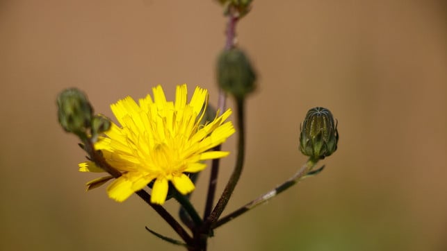 ferkelkraut-kannst-du-vielseitig-in-der-kueche-anwe-cc0-pixabay-wz-digital-photography-201124_download Ferkelkraut kannst du vielseitig in der Küche anwenden.