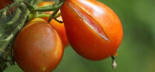 tomaten platzen risse verhindern