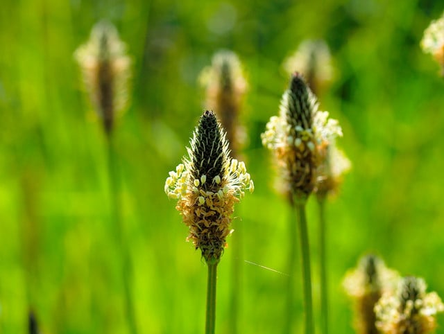 the-ribwort-plantain-plantago-lanceolata-cc0-pixabay-topfoto-190104_download Plantain (Plantago Lanceolata)