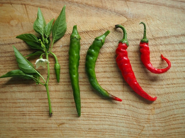 jalapenos-werden-rot-wenn-sie-reif-werden-cc0-pixabay-flockine-180904_download Jalapenos werden rot, wenn sie reif werden.