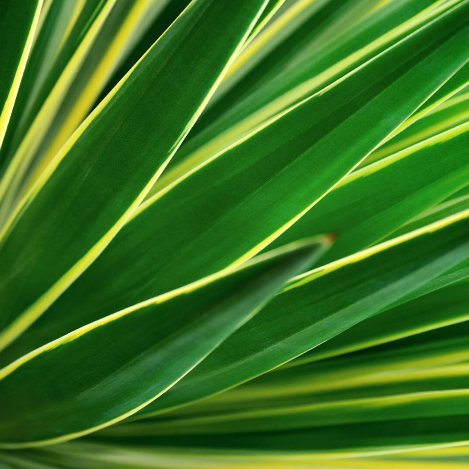aloe vera blatt kaufen berlin Aloe Vera Blätter kaufen