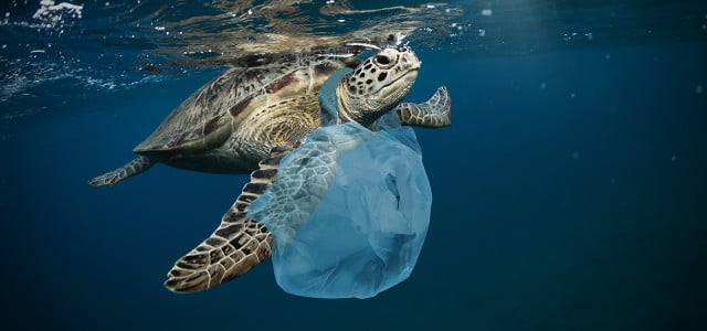 Plastikmüll im Meer: Die wahren Ursachen