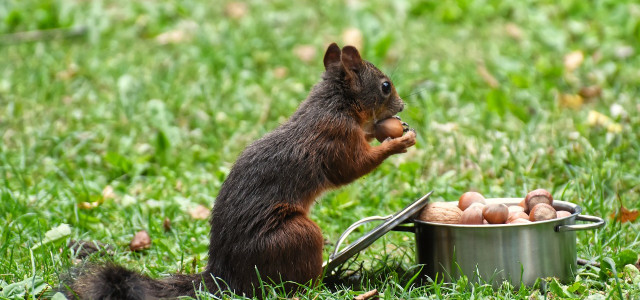 eichhörnchen füttern