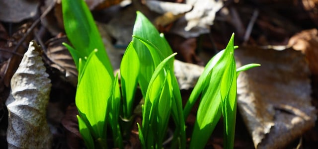 Bärlauch kannst du im Frühjahr selber sammeln.