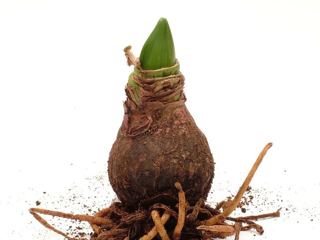 Amaryllis pflegen Alles zu Standort, Düngen und Gießen Utopia.de