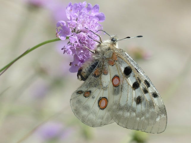 neben-bienen-ziehen-skabiosen-auch-andere-insekten-cc0-pixabay-hans-210529_download Neben Bienen ziehen Skabiosen auch andere Insekten wie Schmetterlinge an.