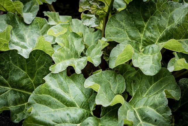 die-oxalsaeure-in-rhabarberblaettern-macht-angebrann-cc0-pixabay-pezibear-221220_download Die Oxalsäure in Rhabarberblättern macht angebrannte Töpfe sauber.