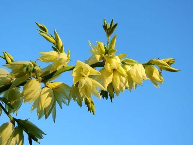 blueten-und-blaetter-des-gilbweiderichs-werden-in-de-cc0-pixabay-bru-no-201004_download Blüten und Blätter des Gilbweiderichs werden in der Volksmedizin zu Tee verarbeitet.