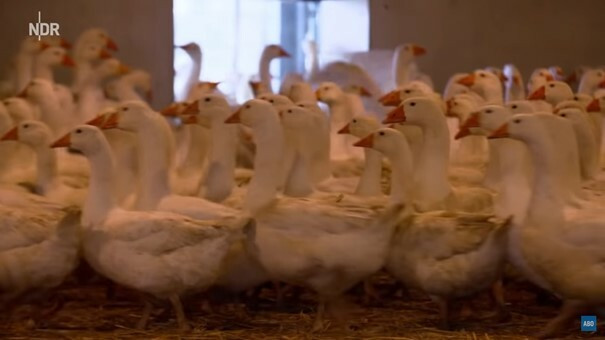 weihnachtsgaense-sind-nicht-selten-als-deutsche-war-ndr-screenshot-211213_download Weihnachtsgänse sind nicht selten als deutsche Ware deklariert, stammen aber aus osteuropäischen Ländern.
