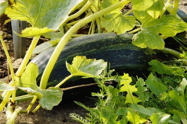lasse-deine-zucchinis-nicht-zu-gross-werden-cc0-pixabay-efraimstochter-230510_download Lasse deine Zucchinis nicht zu groß werden.