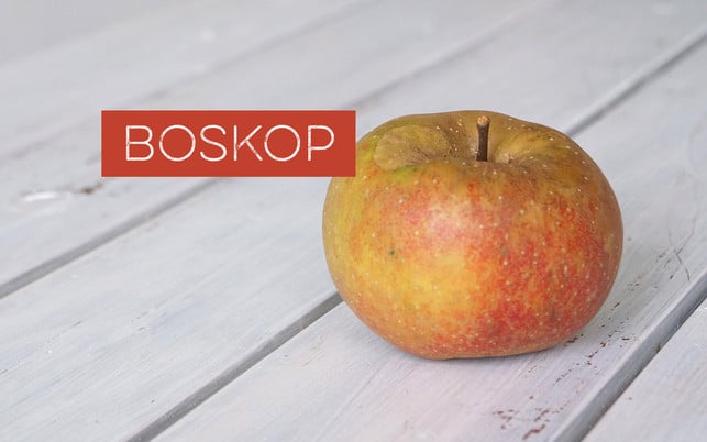 Apfelsorten bestimmen – Boskop Boskop-Äpfel sind recht groß