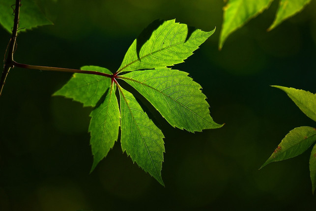 auch-in-deutschland-ist-die-idee-tiny-forest-mittl-cc0-pixabay-mabelamber-241114_download Auch in Deutschland ist die Idee Tiny Forest mittlerweile angekommen.