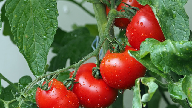 wie-oft-tomaten-giessen-cc0-pixabay-kie-ker-230723 wie oft tomaten gießen