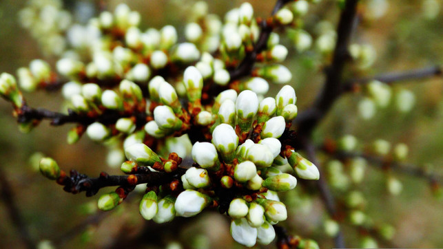 die-schlehe-solltest-du-pflanzen-da-sie-vielen-ti-cc0--pixabay--keziaschen-251003_download Die Schlehe solltest du pflanzen, da sie vielen Tieren Schutz bietet.