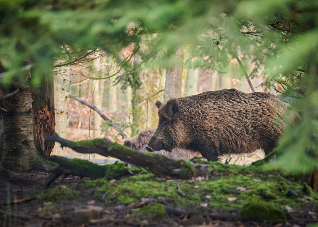 wild boar-emit-a-smell-of-maggi-se-cc0-pixabay-paul_henri-230511_download Wild boar give off an odor very similar to Maggi.