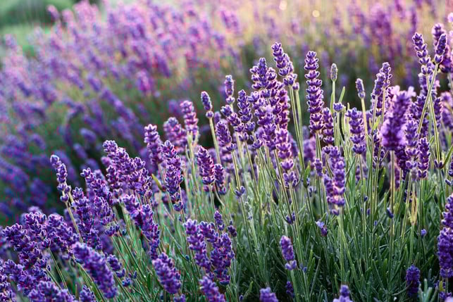 schneide-vom-lavendel-verwelkte-blueten-ab-damit-e-cc0--pixabay--mouse23-250727_download Schneide vom Lavendel verwelkte Blüten ab, damit er nicht verkahlt.