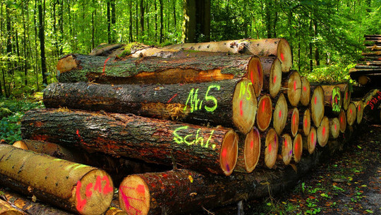 The Forest Generation Waldinvestments The Forest Generation Waldinvestments