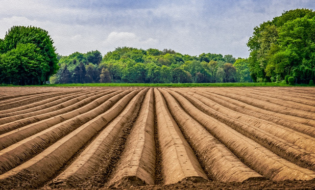 so-sieht-ein-grosses-spargelfeld-aus-cc0-pixabay-tama66-190222_download So sieht ein großes Spargelfeld aus
