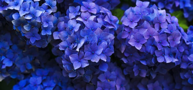 Hortensien blau färben