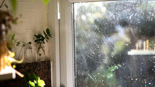 spinne-mit-essig-vertreiben-unsplashcomelly-m-251027 Spinne mit Essig vertreiben