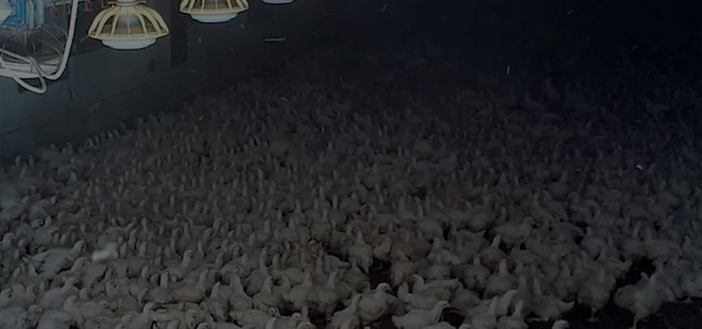 „Sadismus, eine Perversion": Aufnahmen enthüllen Missstände auf Geflügelbetrieb