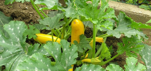 zucchini schneiden