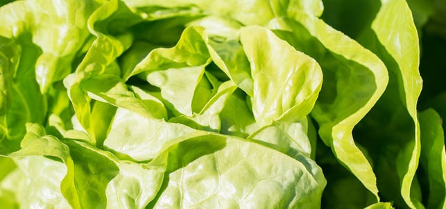 lebensmittel-nicht-einfrieren-blattsalat-pb-cc0-Pezibear-171123-1280x600 nicht einfrieren: Blattsalat