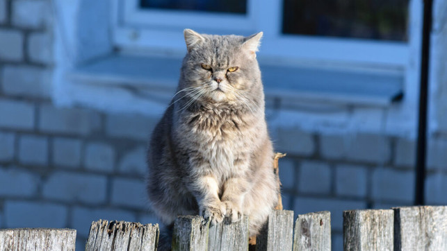 WV-fasten-dmitry-ulitin-220221-1024x576-1 Tipps, wie ihr mal anders Fasten könnt