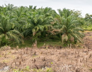 Regenwald-Abholzung für Palmöl