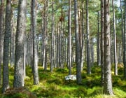 Ecosia pflanzt Bäume durch Suchanfragen