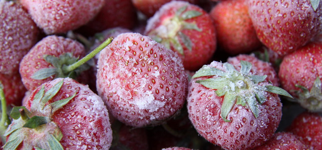 tiefkuehl-vs-dose-erdbeeren-x-thomas-siepmann-170208-1280x600 Erdbeeren werden nur wenige Stunden nach der Ernte schockgefrostet