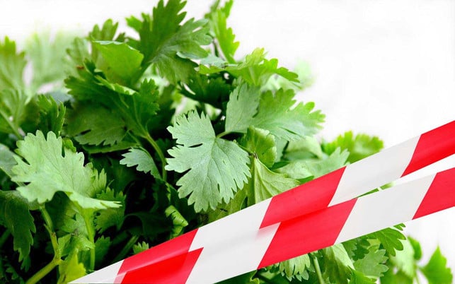 pestizide-obst-gemuese-kaeuter-petersilie-cw-kaesler-media-pb-restyledliving-220421-1280x800 Kräuter wie Petersilie und Koriander wurden vom BVL beanstandet – weil sie Höchstwerte für Pestizidrückstände überschritten.