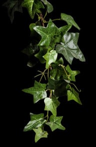 am-besten-schneidest-du-gleich-mehrere-stecklinge-cc0-pixabay-borgs-190319_download Am besten schneidest du gleich mehrere Stecklinge.