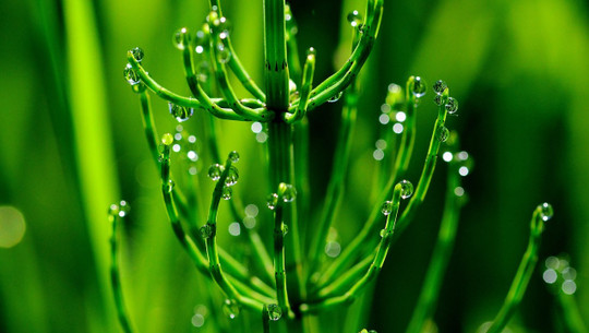 ackerschachtelhalm-cc0-pixabay-jggrz-210809 Ackerschachtelhalm