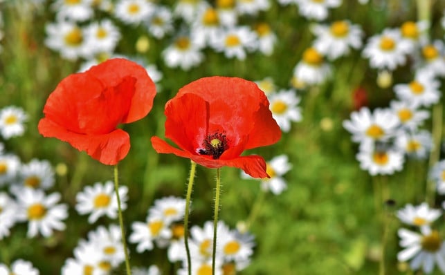 klatschmohn-solltest-du-nur-selten-giessen-da-er-e-cc0-pixabay-capri23auto-190808_download Klatschmohn solltest du nur selten gießen, da er es am liebsten trocken mag.