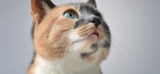 katze-geraeusche-cc0--pixabay--ilovechile-travel-251004 Katze Geräusche