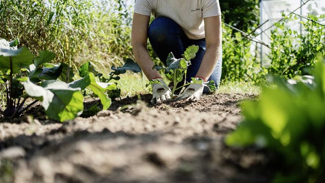 toom_Permakultur_1920x1080px_2_web