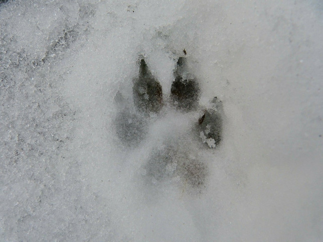 die-pfoten-deines-hundes-solltest-du-vor-jedem-spa-cc0-pixabay-7854-211228_download Die Pfoten deines Hundes solltest du vor jedem Spaziergang eincremen.