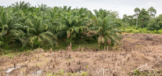 Regenwald-Abholzung für Palmöl