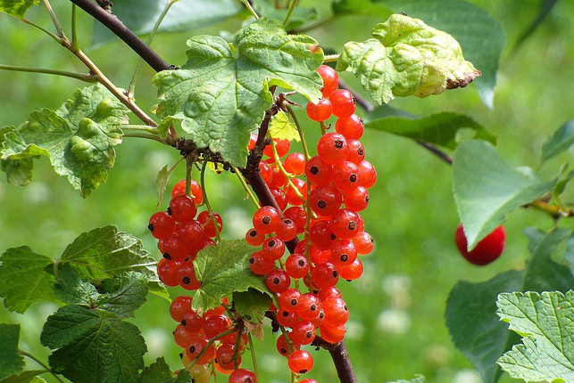 damit-die-aeste-besonders-viele-beeren-tragen-soll-cc0-pixabay-nowaja-191014_download Damit die Äste besonders viele Beeren tragen, solltest du Johannisbeeren regelmäßig schneiden.