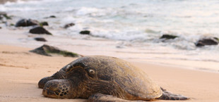 Meeresschildkröte 2,8 Grad Klimawandel