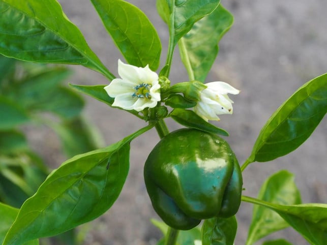 die-blueten-der-paprika-sind-weiblich-und-maennlich-cc0-pixabay-s-ms_1989-220805_download Die Blüten der Paprika sind zugleich weiblich und männlich, also Zwitter.
